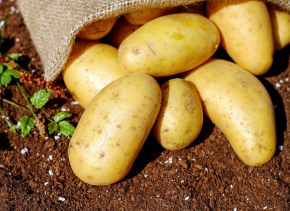 Frische Kartoffeln liegen auf der Erde